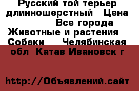 Русский той-терьер длинношерстный › Цена ­ 7 000 - Все города Животные и растения » Собаки   . Челябинская обл.,Катав-Ивановск г.